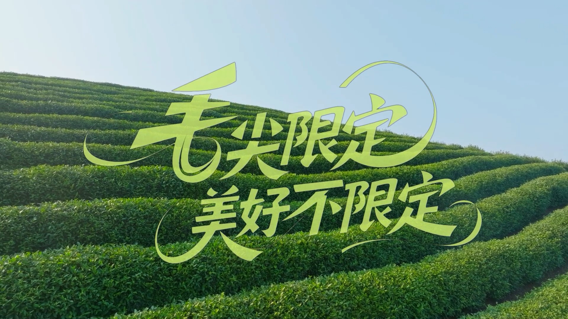 毛尖限定 美好不限定